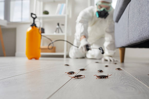 Trusted Termite Control service in Harbor Isle, NY - Nex Pest Control
